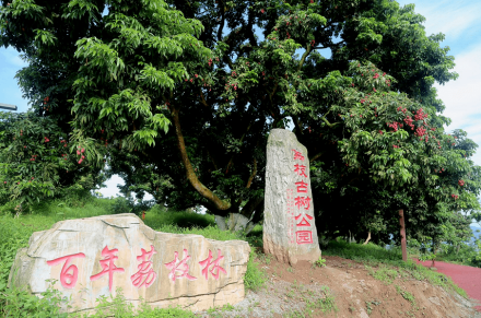 合江荔枝图册_360百科