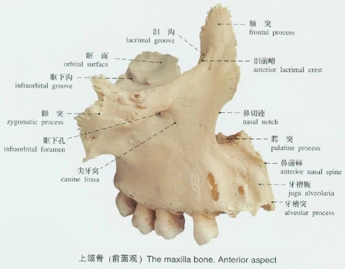 颌骨图册_360百科