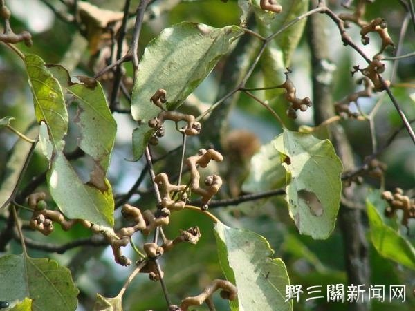 椇图册_360百科