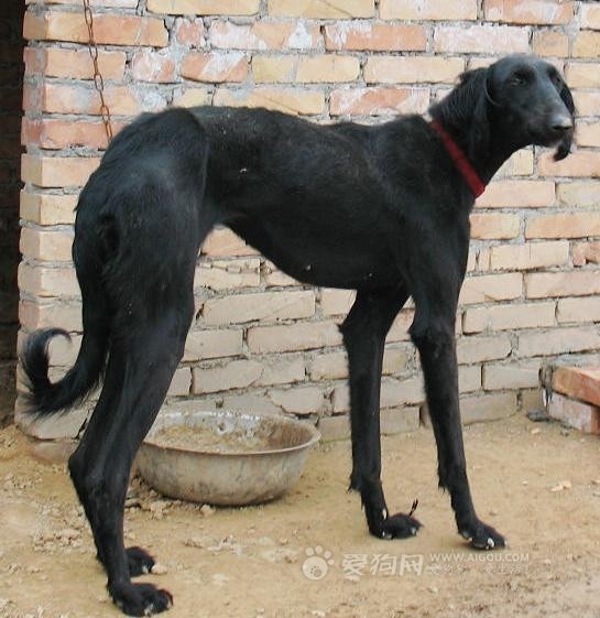 中国细犬图册_360百科