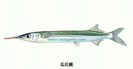 鱵属图册_360百科