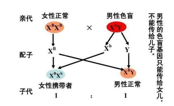 伴性遗传名词解