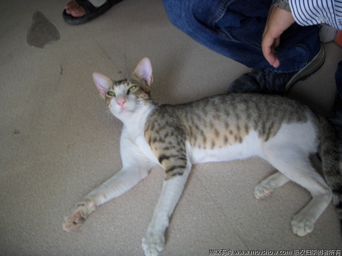 土猫图册_360百科
