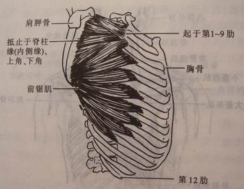 前锯肌图册_360百科