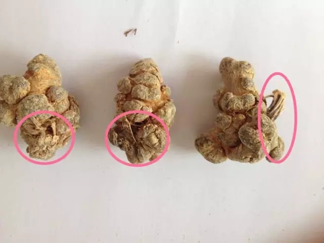 三七剪口图册_360百科
