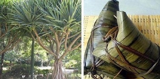 包粽子居然可以用这些叶子_360新知