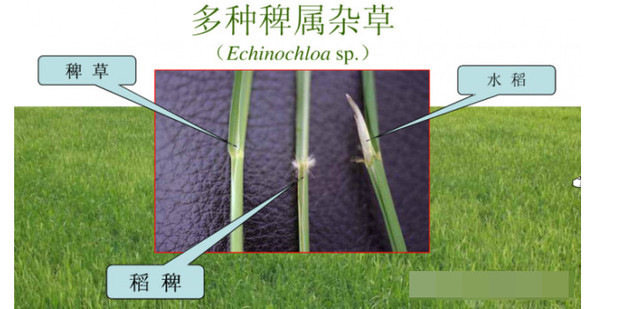 如何快速识别水稻田中的杂草幼苗_360新知