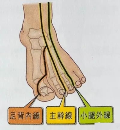 胃经图册_360百科