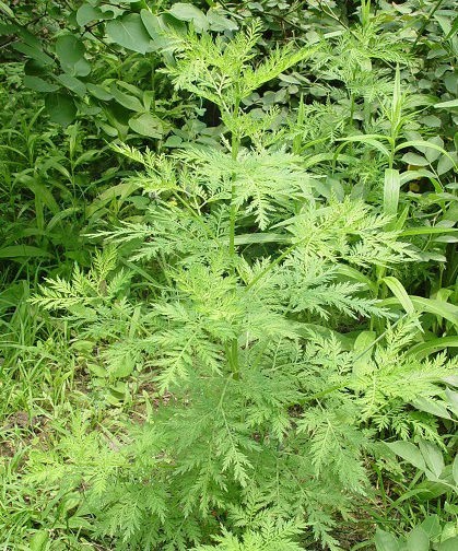 黄花蒿图册_360百科