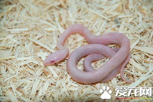 宠物最新资讯-快科哈希娱乐- 哈希游戏平台- 哈希游戏官方网站技--科技改变未来