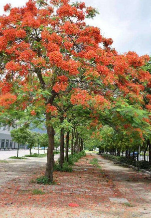 火焰木图册_360百科