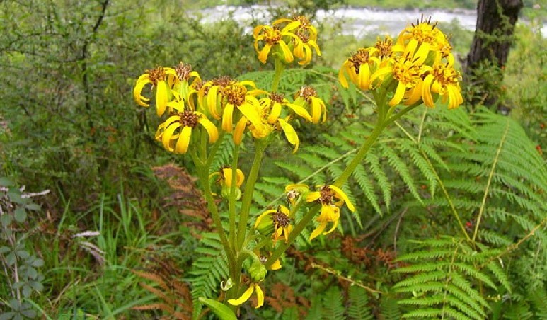 广叶橐吾图册_360百科