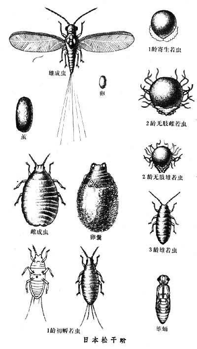 日本松干蚧_360百科