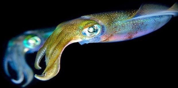 盘点自然界中的十大发光生物_360新知