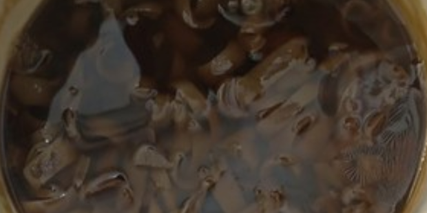 驴皮阿胶怎么做_360新知