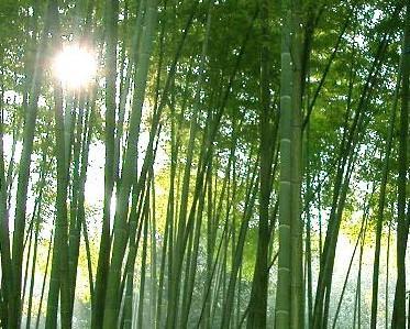 绿竿花慈竹图册_360百科