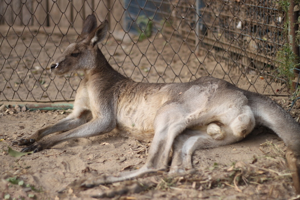 kangaroorat图片