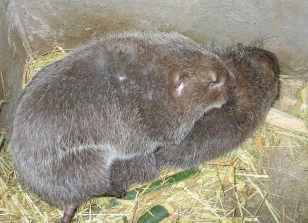 野生竹鼠養殖技術