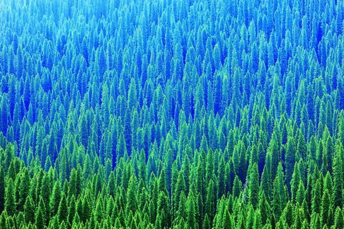 寒温带针叶林图册_360百科