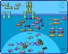 IGF-I图册_360百科