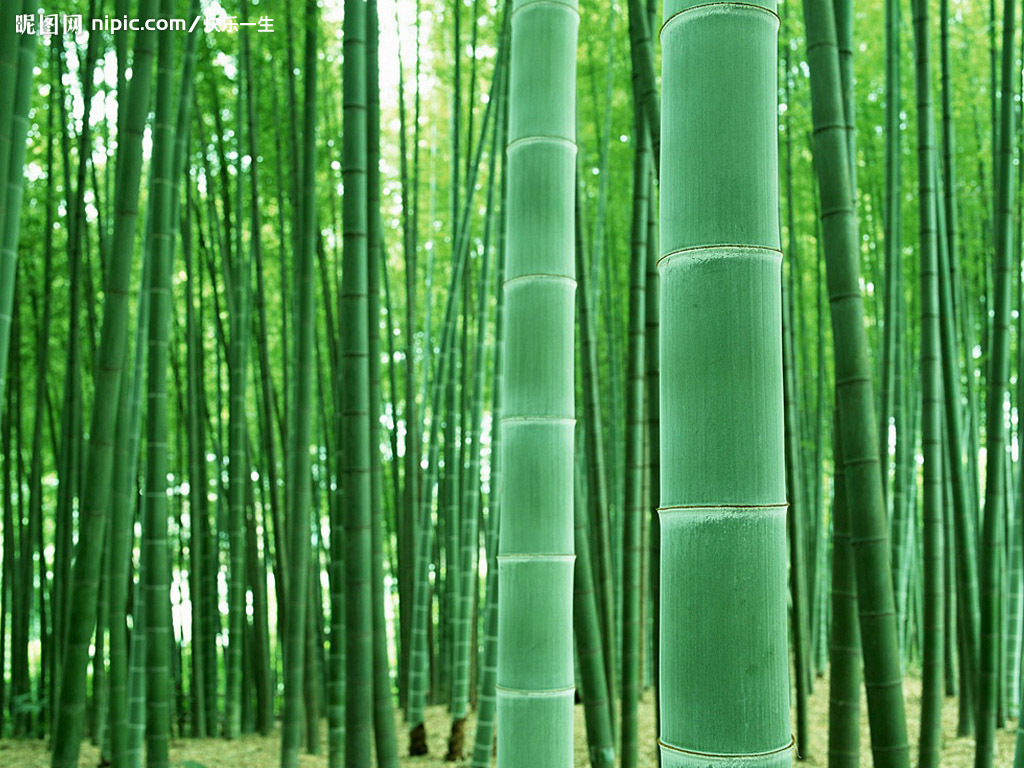 竹山图册_360百科