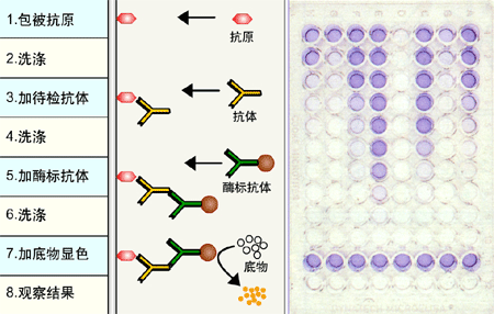 酶联免疫法的基本原理