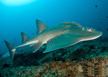 鳐形目图册_360百科