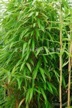 茶杆竹图册_360百科