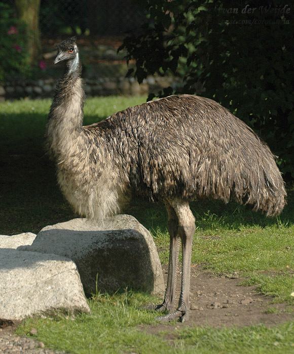 鸸鹋图册_360百科