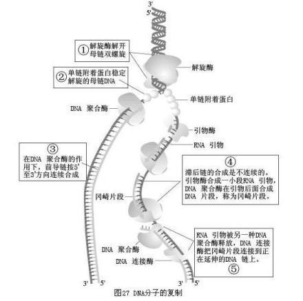 半不连续复制_360百科