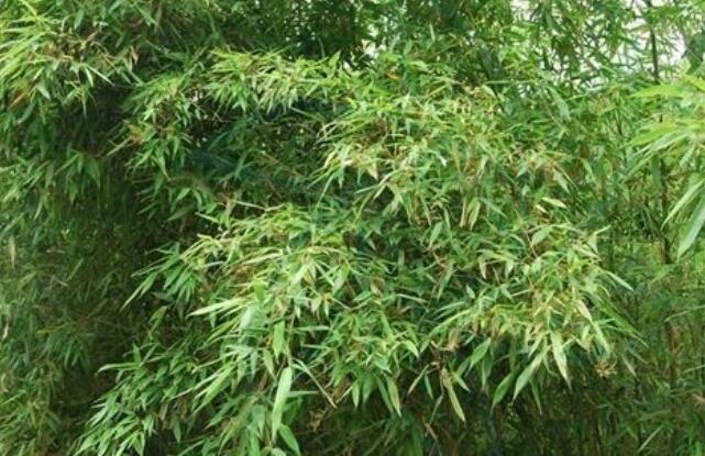 黄古竹图册_360百科
