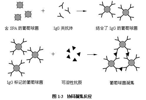 协同凝集反应_360百科