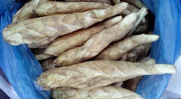 凉粉薯是什么_360问答