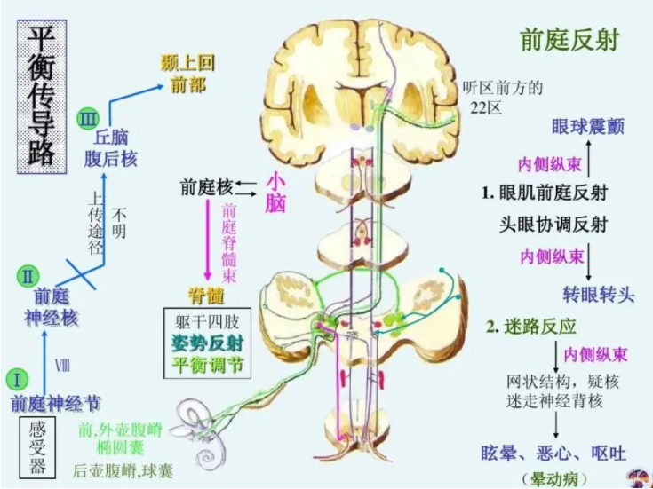 前庭图册_360百科