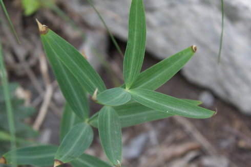 轮叶黄精图册_360百科