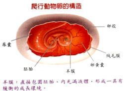 羊膜卵图册_360百科