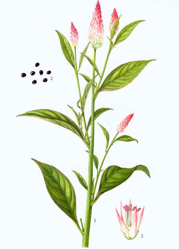 青箱子图册_360百科