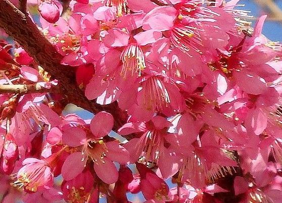 冬樱花图册_360百科