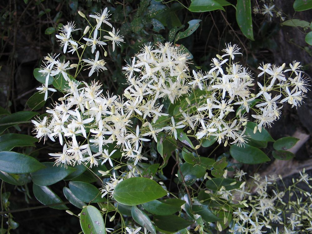 柱果铁线莲图册_360百科