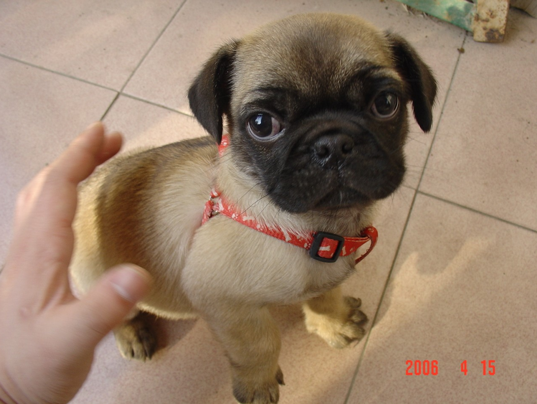 哈巴犬图册_360百科