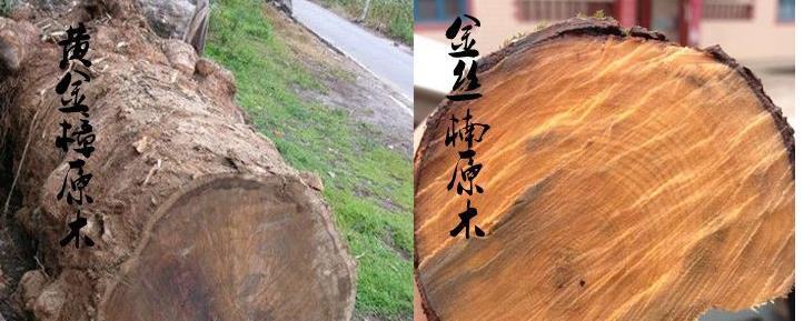 黄金樟_360百科