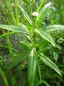 地精草图册_360百科