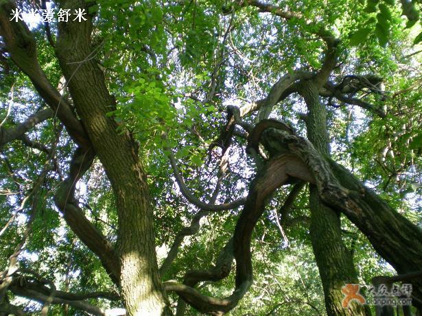 连理树记图册_360百科