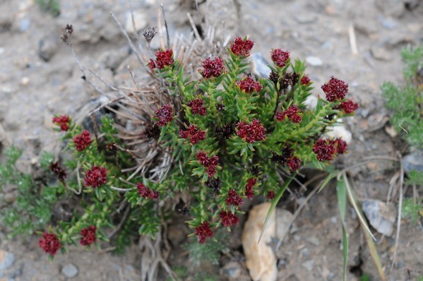 唐古特红景天图册_360百科