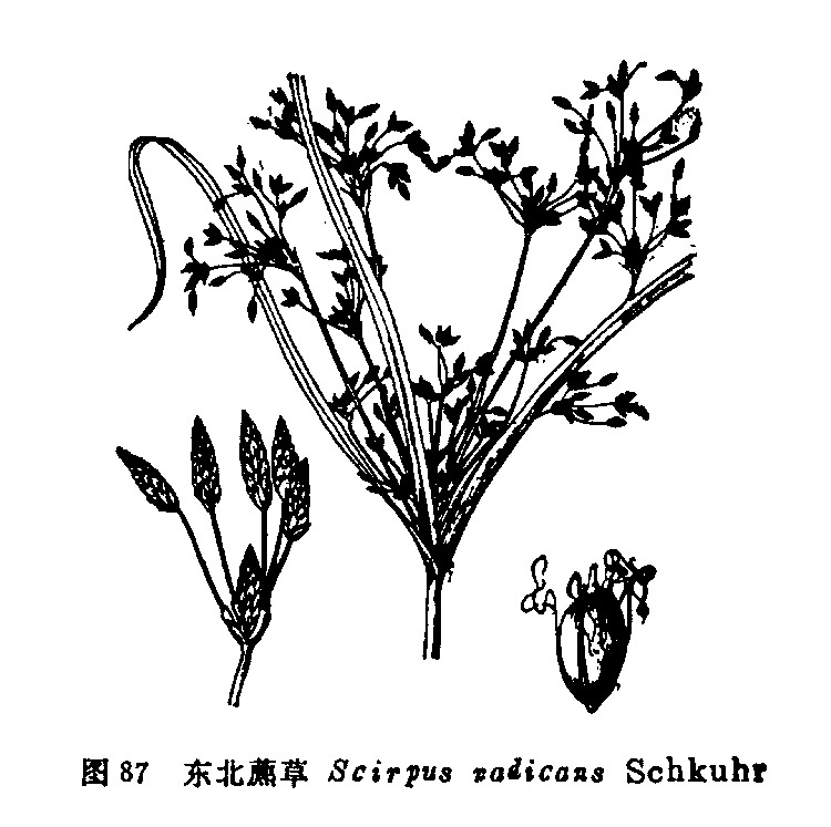 东北藨草图册_360百科