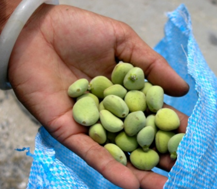 白骨壤图册_360百科