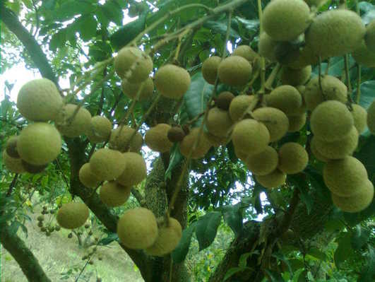 灵龙龙眼图册_360百科