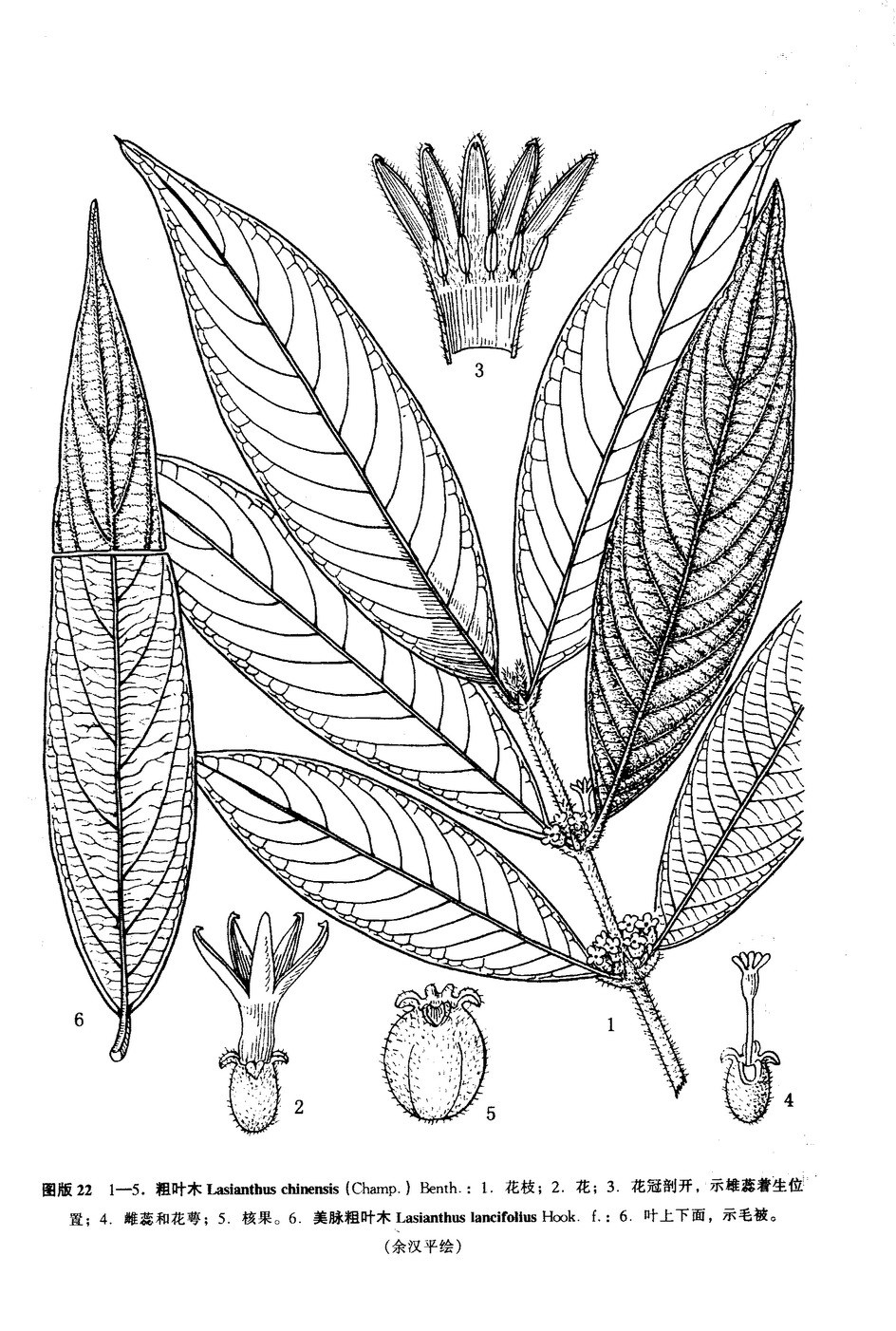 美脉粗叶木图册_360百科