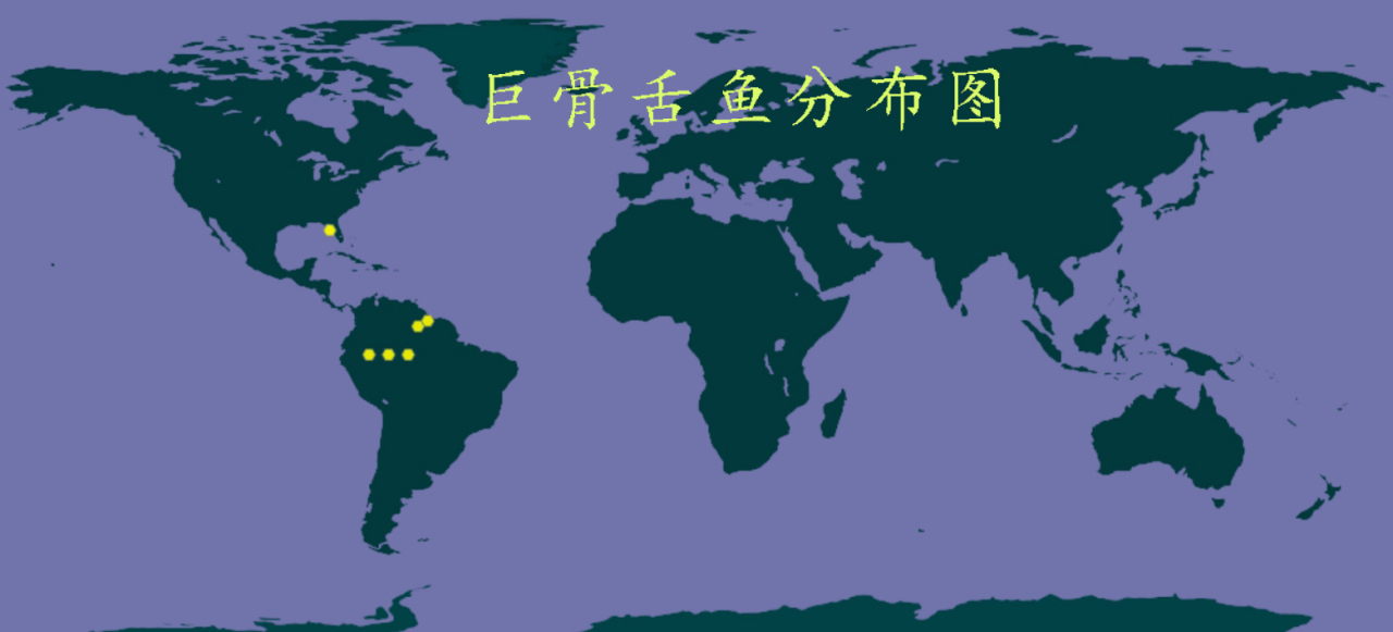 巨骨舌鱼图册_360百科