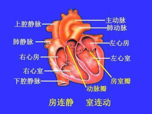 因房、室间隔的分隔，左半心与右半心不直接交通，但每个心房可经房室口通向同侧心室。